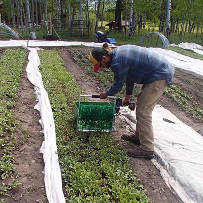 Harvesting greens with a Quick-Cut Greens Harvester in the Huidekoper Ranch gardens