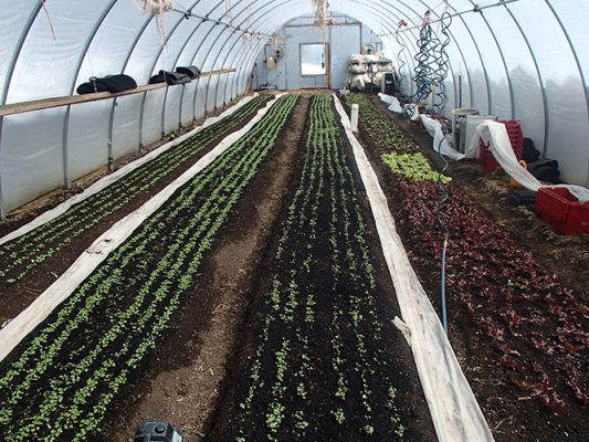 Rows of greens growing in the Huidekoper Ranch high tunnel